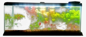 Planted Aquarium - Fish Tank Transparent Background
