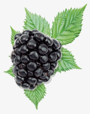 Blackberry Blackberry - Blackberry Berry