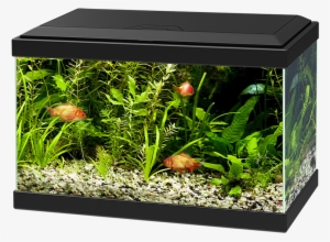 Ciano Aqua 20 Aquarium With L.e.d Light Black