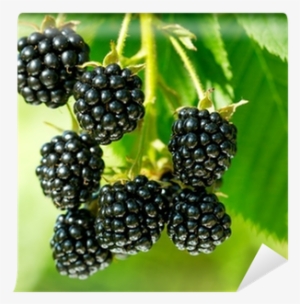 Pre-stratified Jumbo Thornless Blackberry Seeds, Juicy,