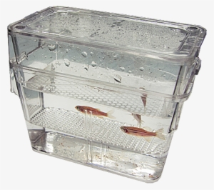 Fertilized Eggs Filter Through A False-bottomed Mating - Zebrafish Breeding Tank