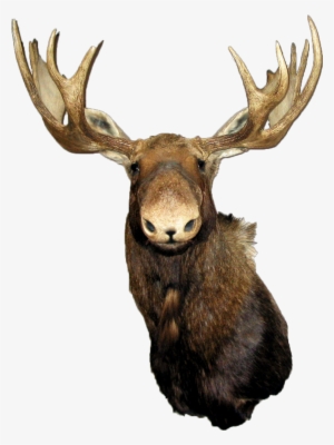 G 2d Tntcrate Tnt Moose - Moose Head