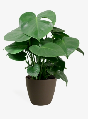 Monstera Deliciosa Small - Swiss Cheese Plant