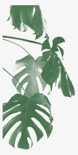 #1 - Swiss Cheese Plant