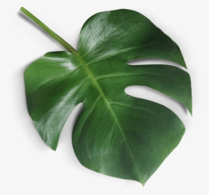 What Is Mindfresh - Teacher