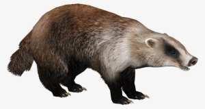 Badgerjapanese Eryel - Zt2 Japanese Badger