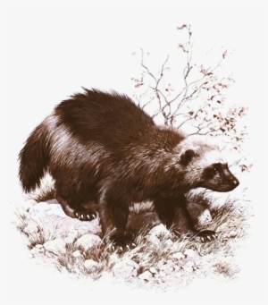 Wolverines - Wolverine Animal