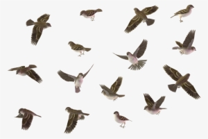 Bird Set House Sparrow Female 01 By Wolverine House - Bird Set Png