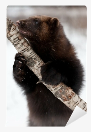 Wolverine Animal Snow