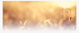 Catholic Church Wallpaper Wallpapersafari - Catholic Background Png