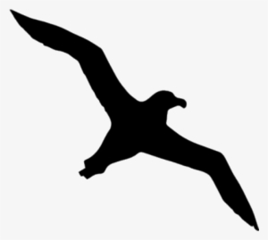 Albatross Silhouette Png - Albatross Icon