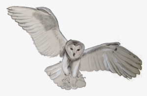 Barn Owl Png Transparent - Owl Png