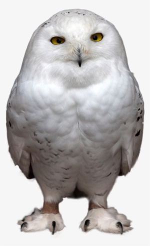 Download - Snowy Owl Transparent Background