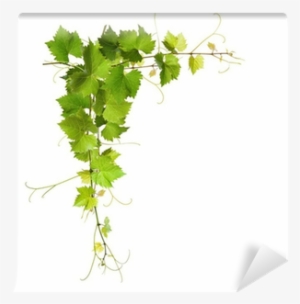 Bunch Of Green Vine Leaves And Grapes Vine Wall Mural - Grape Vine
