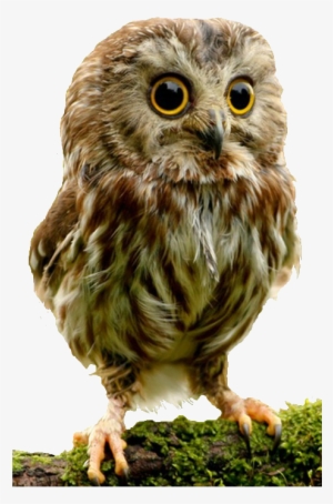 Animated Animals PNG, Free HD Animated Animals Transparent Image , Page 28 - PNGkit Animated Animals PNG, Free HD Animated Animals Transparent Image , Page 28 - PNGkit