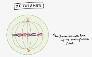 Chromosomes Line Up At The Metaphase Plate, Under Tension - Metaphase Khan Academy