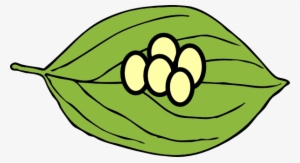 Butterfly Eggs Clipart Leaf - Egg Stage Of Butterfly Clipart
