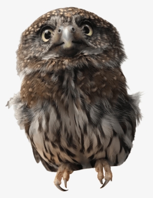 Pygmy Owl - Owl