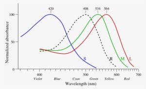 Enter Image Description Here - Rod Peak Spectral Sensitivity