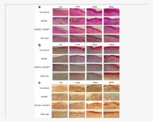 Histological Features And Expression Of Α-sma Of The - Histology