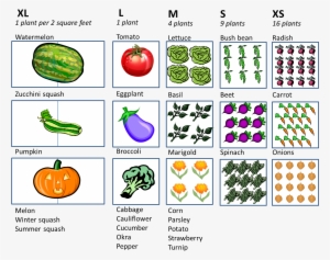 “how Much Space Do I Need For A Vegetable Garden” - Start With The Letter B