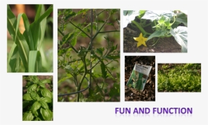 Team Home And Garden - Cag Of India