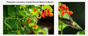 Runner Bean