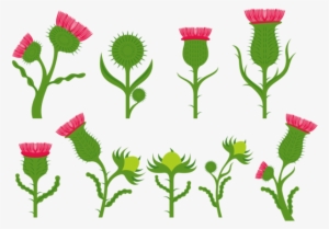 Vetores De Flores Do Cardo - Flor De Cardo