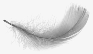 Feather Clipart Transparent Background - Transparent Background White Feather Png