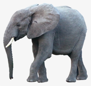 Desidero Ricevere Informazioni Commerciali Come Specificato - Indian Elephant