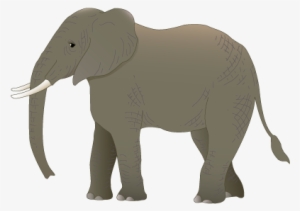 Elefante - Vector Graphics