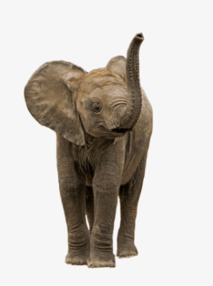 Elephant Whisperer By Lawrence Anthony