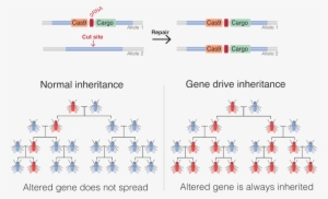 Saliva & Prevents Transmission - Gene Drive Crispr