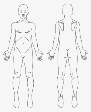 Medium Image - Anatomy Front And Back