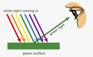 The Green Surface Of The Leaves Absorb All The Colours - Presentation Of Reflection Of Light