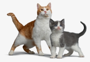 La Médica Veterinaria De Nestlé Purina Explica Que - Domestic Short-haired Cat