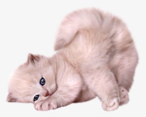 Gatos Png - Tale Of Tom Kitten [book]