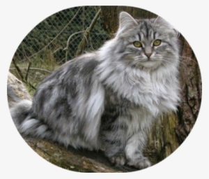 Animais Gatos Bosques Da Noruega Gato Gigante Raça - Gatos Dos Bosques Da Noruega