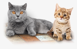 Mascotas - Perros Mascotas - Gatos
