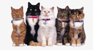 Camas, Alimentos Y Accesorios