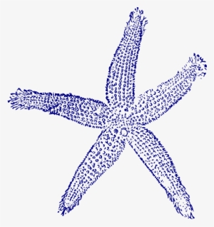 Original Png Clip Art File Starfish Svg Images Downloading