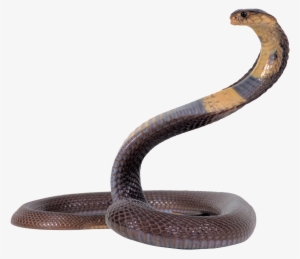 Snake Png Image - Png Snake