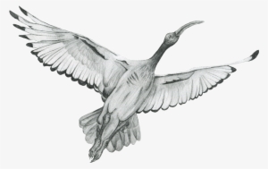 The Ibis Vector Black And White Stock - Rock Dove