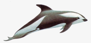 Drawn Dolphins Hourglass Dolphin - Hourglass Dolphin Png
