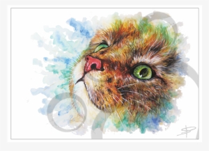 Tabby Face - Tabby Cat