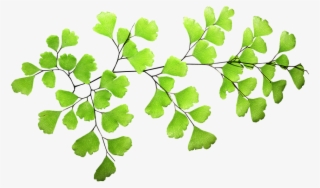 Fern, Leaf, Plant - Transparent Fern