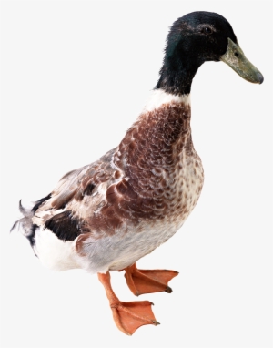 Утка Png