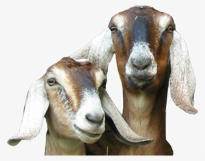 Let's Keep In Touch - Goat