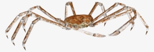 Spider Crab Png - Crab