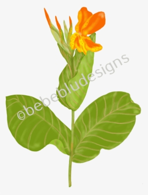 Tropicanna Gold Bud - Gold